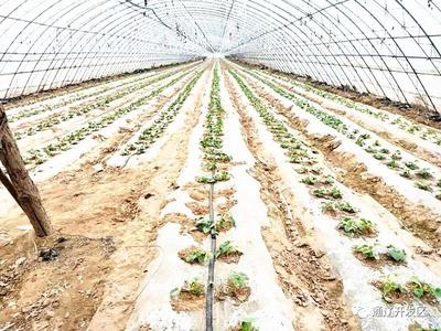 通遼開發區 種植技術開發助力脫貧攻堅，鄉村振興奔小康