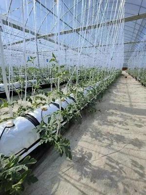 脫下軍裝，投身現代智慧農業 一位退役軍人的金山種植技術開發之路