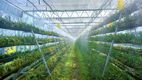 科技賦能，智慧引領 樂清市以“機器換人”驅動現代農業高質量發展，喜獲省級種植技術開發榮譽