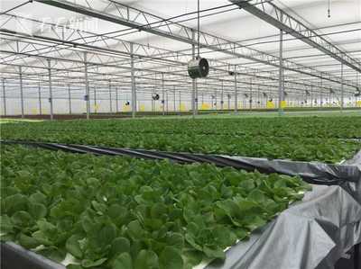 無土栽培新紀元 上海建成最大單體植物工廠，技術驅動產量躍升