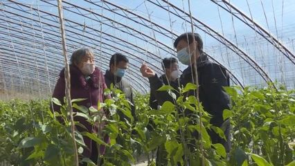 子長蔬菜開發中心 穩防控、強技術、保供應，全力守護“菜籃子”安全