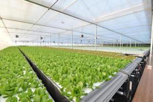 從網易養豬到京東種菜 互聯網巨頭為何競逐智慧農業新賽道