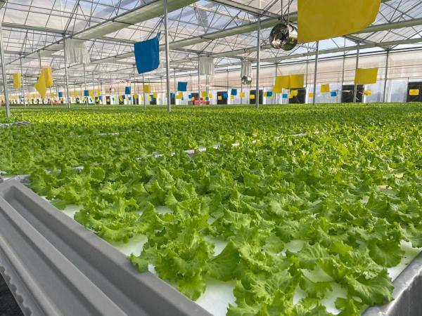 全會精神在基層 | “聚寶棚”里綠意濃 種植技術開發結碩果